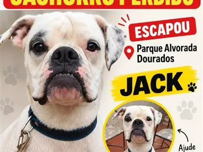 Cachorro raça Boxer idade 6 ou mais anos nome Jack