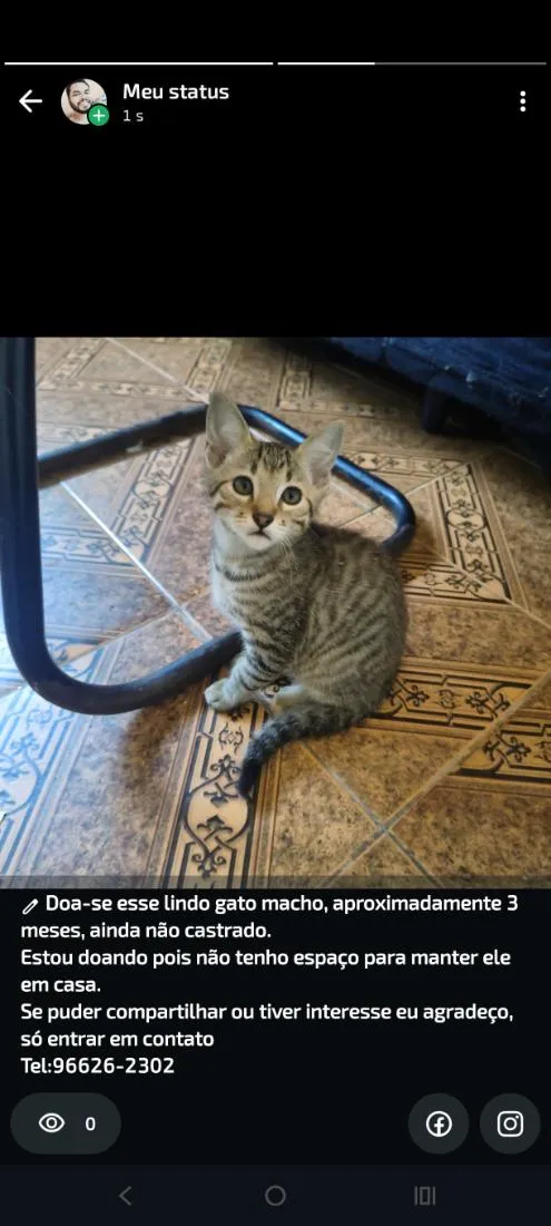 Gato raça SRD-ViraLata idade 2 a 6 meses nome rajado