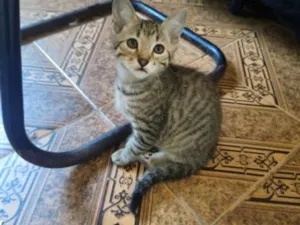 Gato raça SRD-ViraLata idade 2 a 6 meses nome rajado