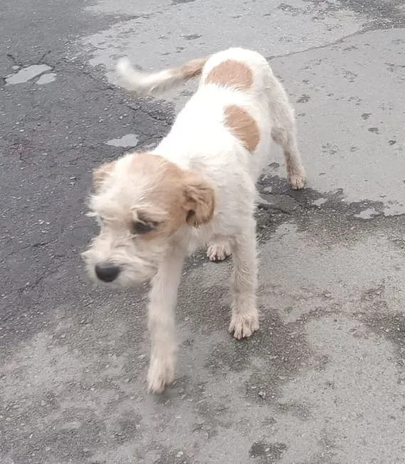 Cachorro raça SRD-ViraLata idade 7 a 11 meses nome Du e dudu