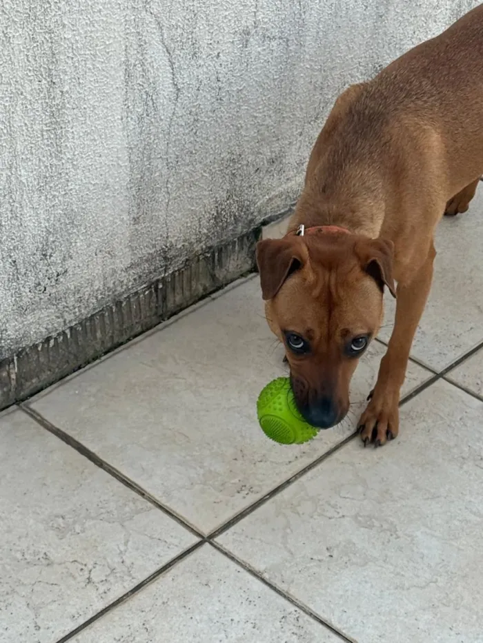 Cachorro raça SRD-ViraLata idade 1 ano nome Mel