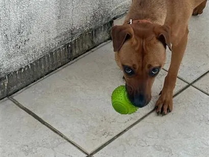 Cachorro raça SRD-ViraLata idade 1 ano nome Mel