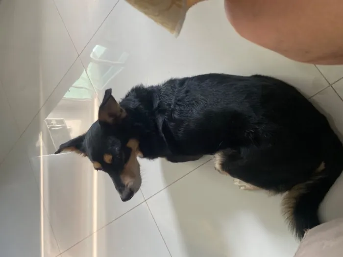 Cachorro raça SRD-ViraLata idade 6 ou mais anos nome Preto