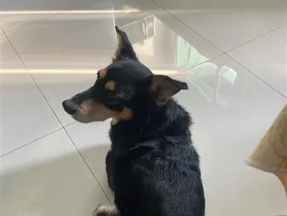 Cachorro raça SRD-ViraLata idade 6 ou mais anos nome Preto