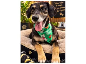 Cachorro raça SRD-ViraLata idade 1 ano nome THOR