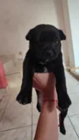 Chico