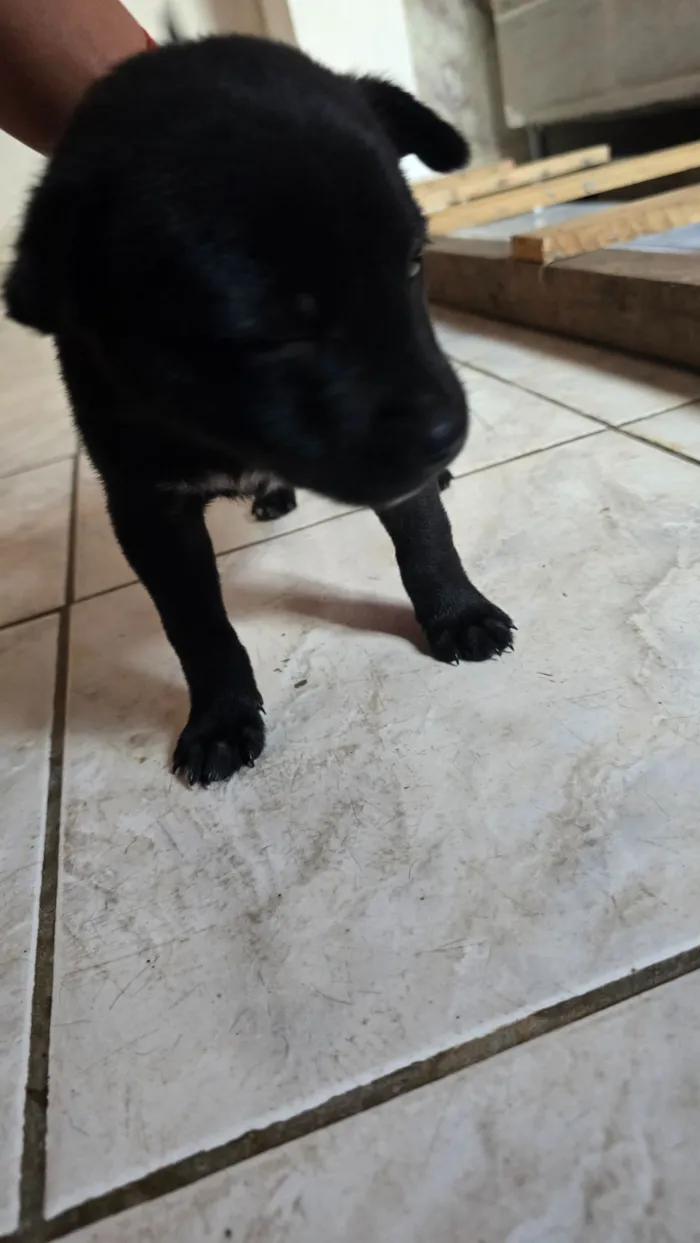 Cachorro raça SRD-ViraLata idade Abaixo de 2 meses nome Chico