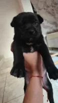 Chico