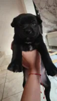 Chico