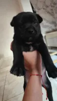 Chico