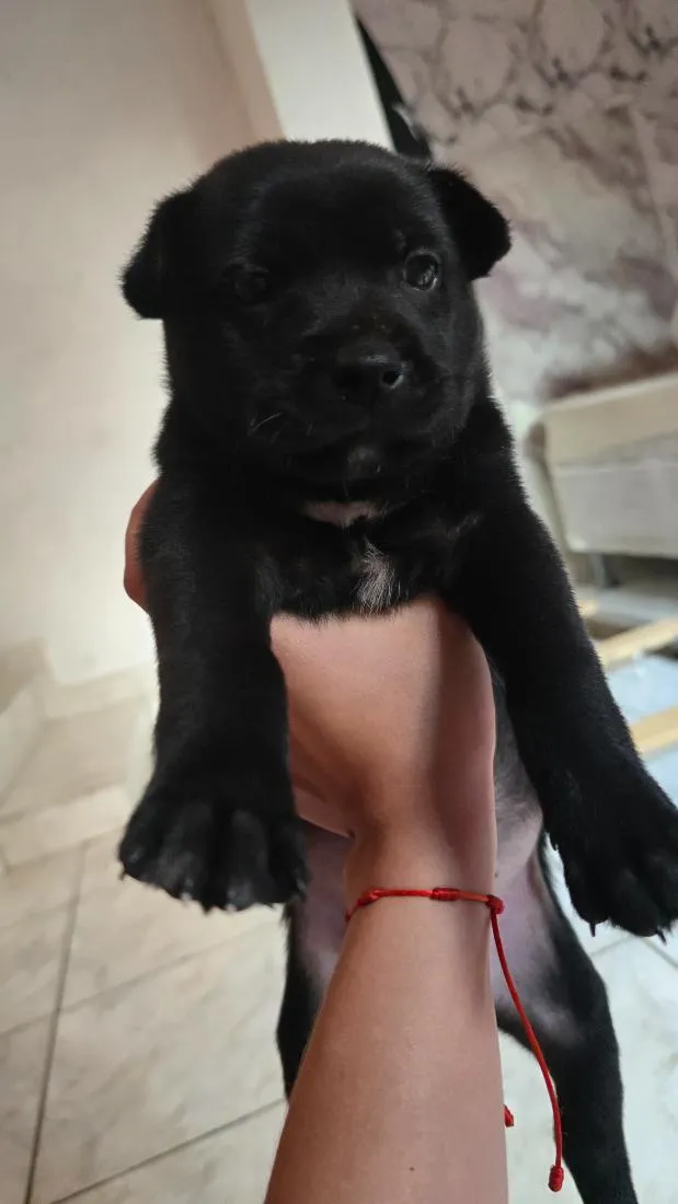 Cachorro raça SRD-ViraLata idade Abaixo de 2 meses nome Chico