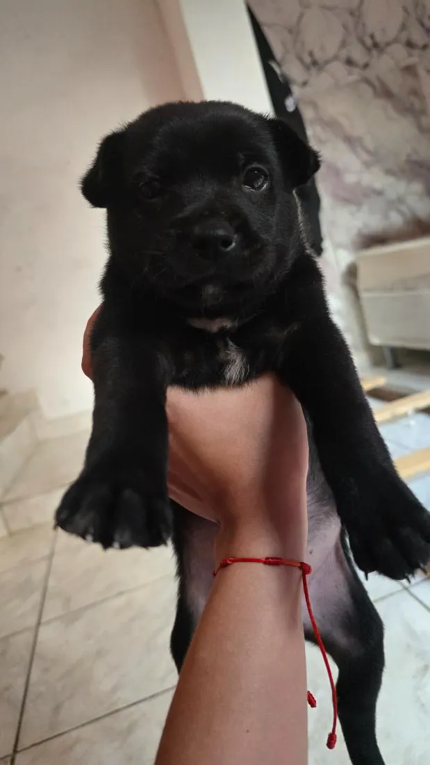 Cachorro raça SRD-ViraLata idade Abaixo de 2 meses nome Chico