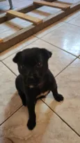 Chico