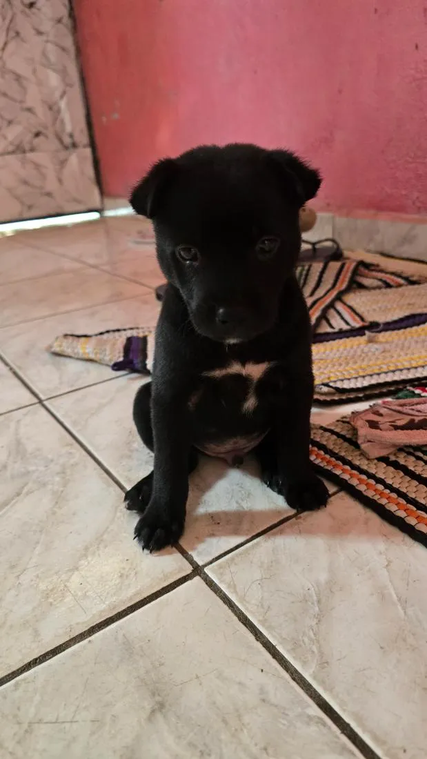 Cachorro raça SRD-ViraLata idade Abaixo de 2 meses nome Chico