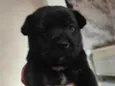 Chico