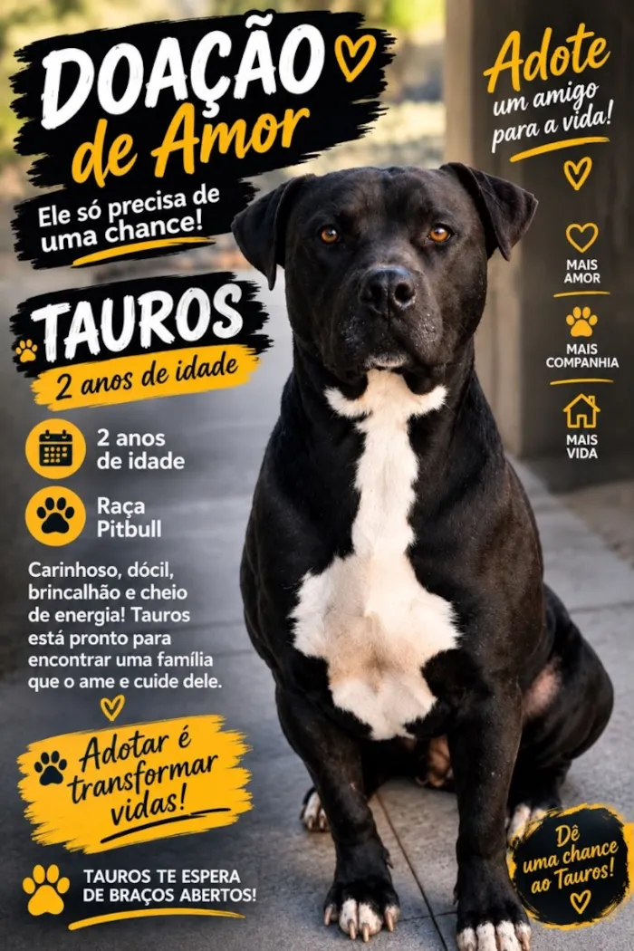 Cachorro raça Pit-Bull idade 2 anos nome Tauros