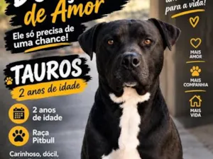 Cachorro raça Pit-Bull idade 2 anos nome Tauros