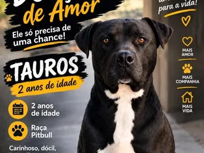 Cachorro raça Pit-Bull idade 2 anos nome Tauros