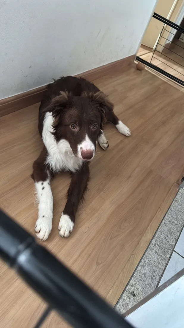 Cachorro raça Border Collie idade 7 a 11 meses nome Pipo