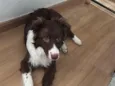 Pipo