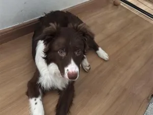 Cachorro raça Border Collie idade 7 a 11 meses nome Pipo