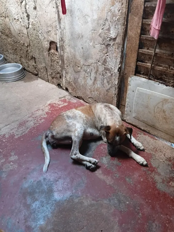 Cachorro raça SRD-ViraLata idade 2 anos nome Mia