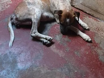 Cachorro raça SRD-ViraLata idade 2 anos nome Mia