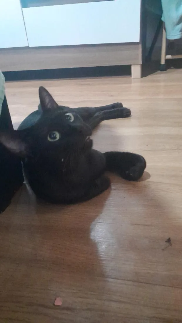 Gato raça SRD-ViraLata idade 2 anos nome Banguela