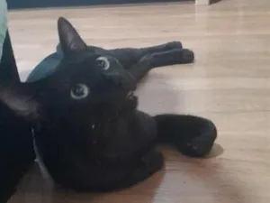 Gato raça SRD-ViraLata idade 2 anos nome Banguela
