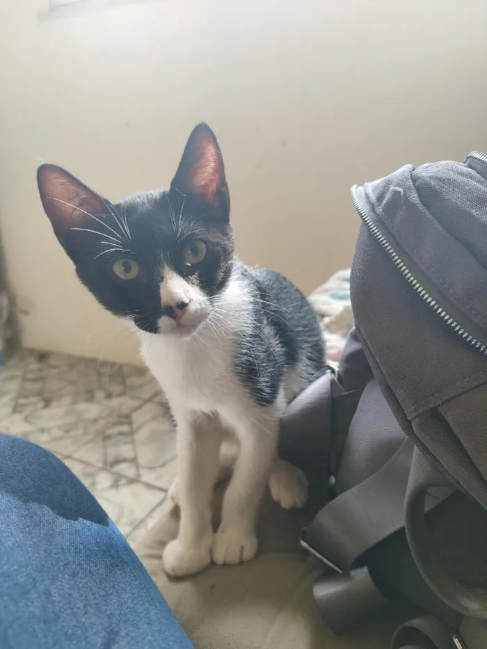 Gato raça SRD-ViraLata idade 2 a 6 meses nome Leno