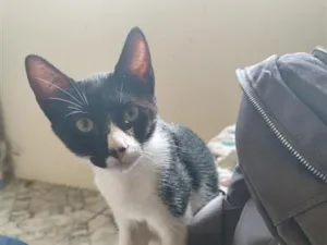 Gato raça SRD-ViraLata idade 2 a 6 meses nome Leno
