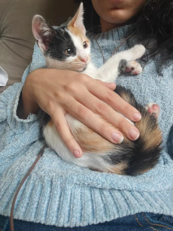Gato raça SRD-ViraLata idade 2 a 6 meses nome Mel