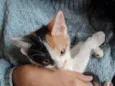 Mel