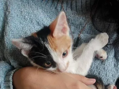 Gato raça SRD-ViraLata idade 2 a 6 meses nome Mel