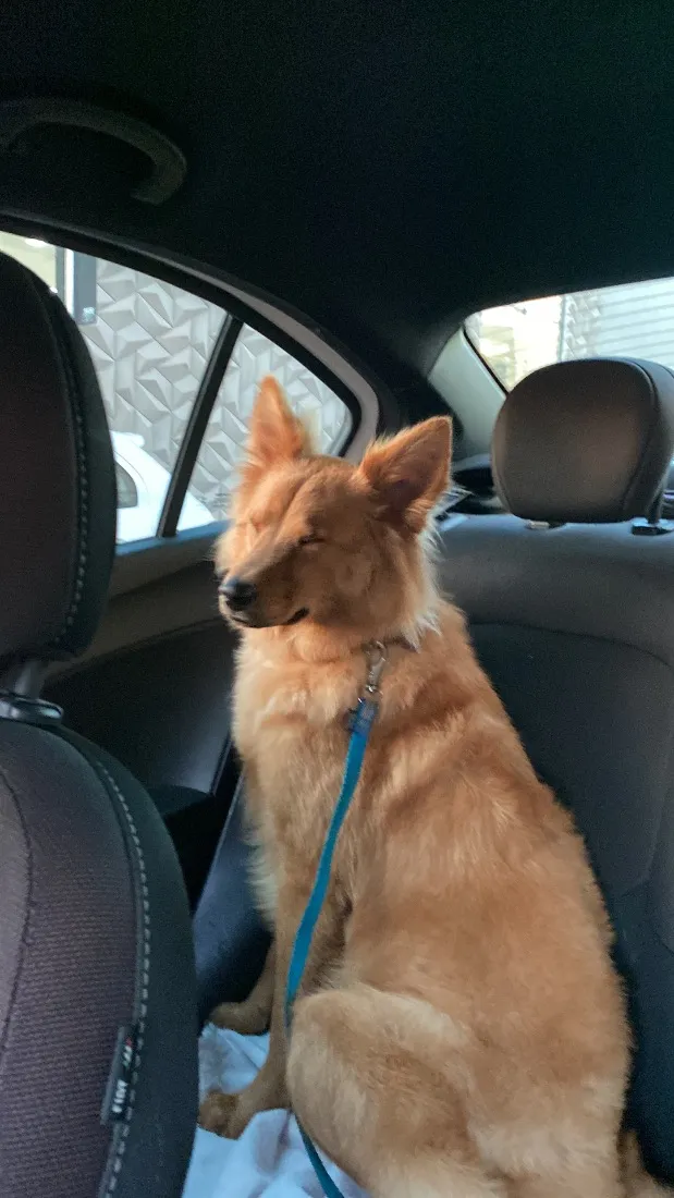 Cachorro raça SRD-ViraLata idade 1 ano nome Ret