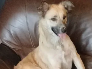 Cachorro raça SRD-ViraLata idade 1 ano nome Sem nome