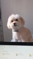 Peludo