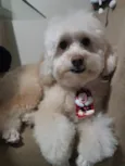 Peludo