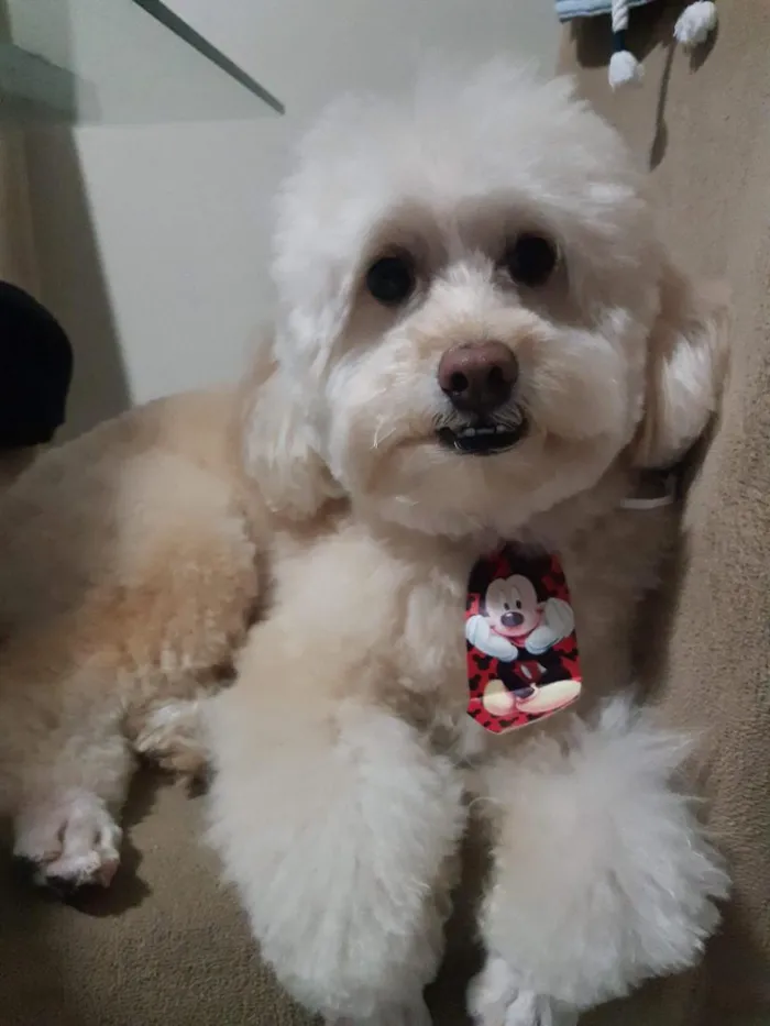 Cachorro raça Poodle idade 6 ou mais anos nome Peludo
