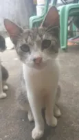 pico