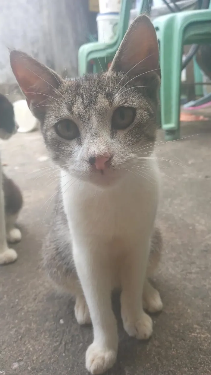 Gato raça SRD-ViraLata idade 1 ano nome pico