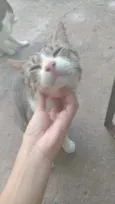 pico