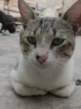 pico