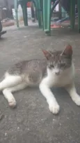 pico