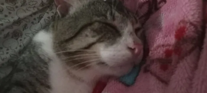 Gato raça SRD-ViraLata idade 1 ano nome pico