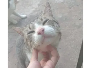 Gato raça SRD-ViraLata idade 1 ano nome pico