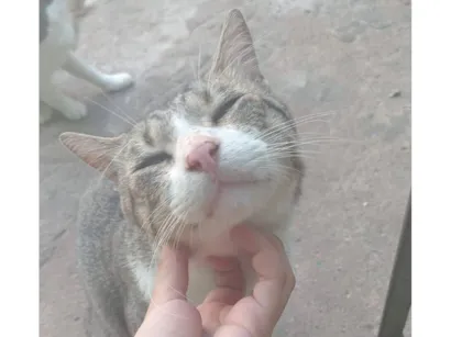 Gato raça SRD-ViraLata idade 1 ano nome pico
