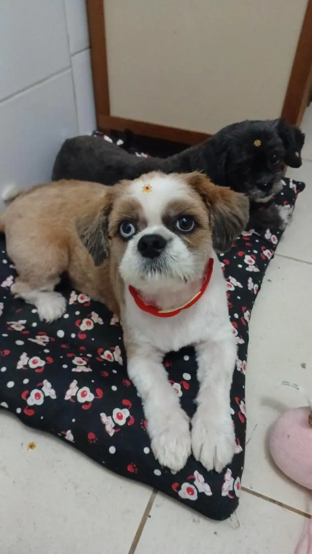 Cachorro raça Shitzu idade 6 ou mais anos nome Kiara e Hanna