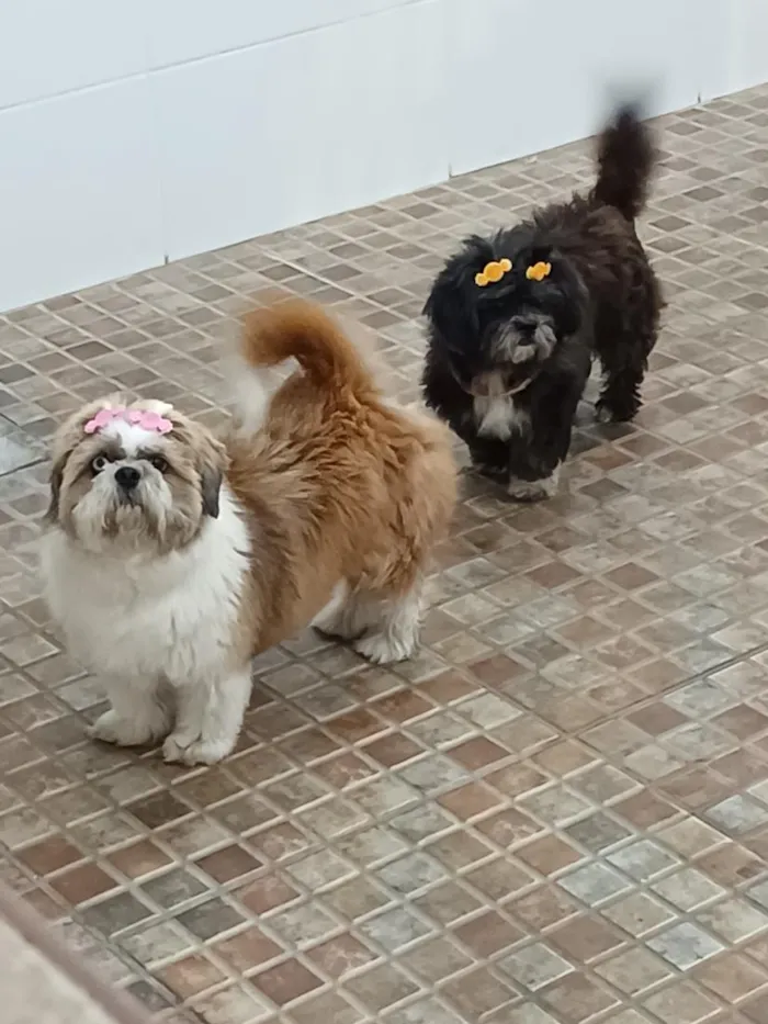 Cachorro raça Shitzu idade 6 ou mais anos nome Kiara e Hanna