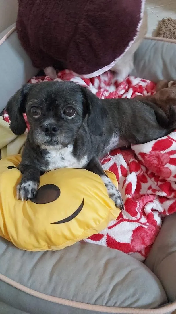 Cachorro raça Shitzu idade 6 ou mais anos nome Kiara e Hanna